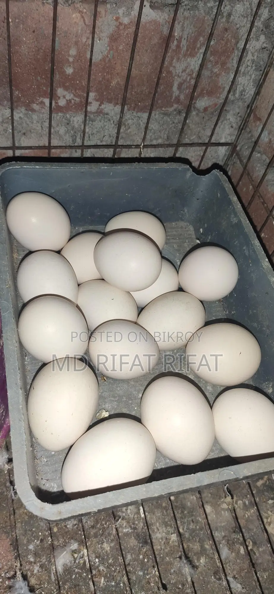 দেশি মুরগির বীজ ডিম ২৫টা বিক্রি করা হবে