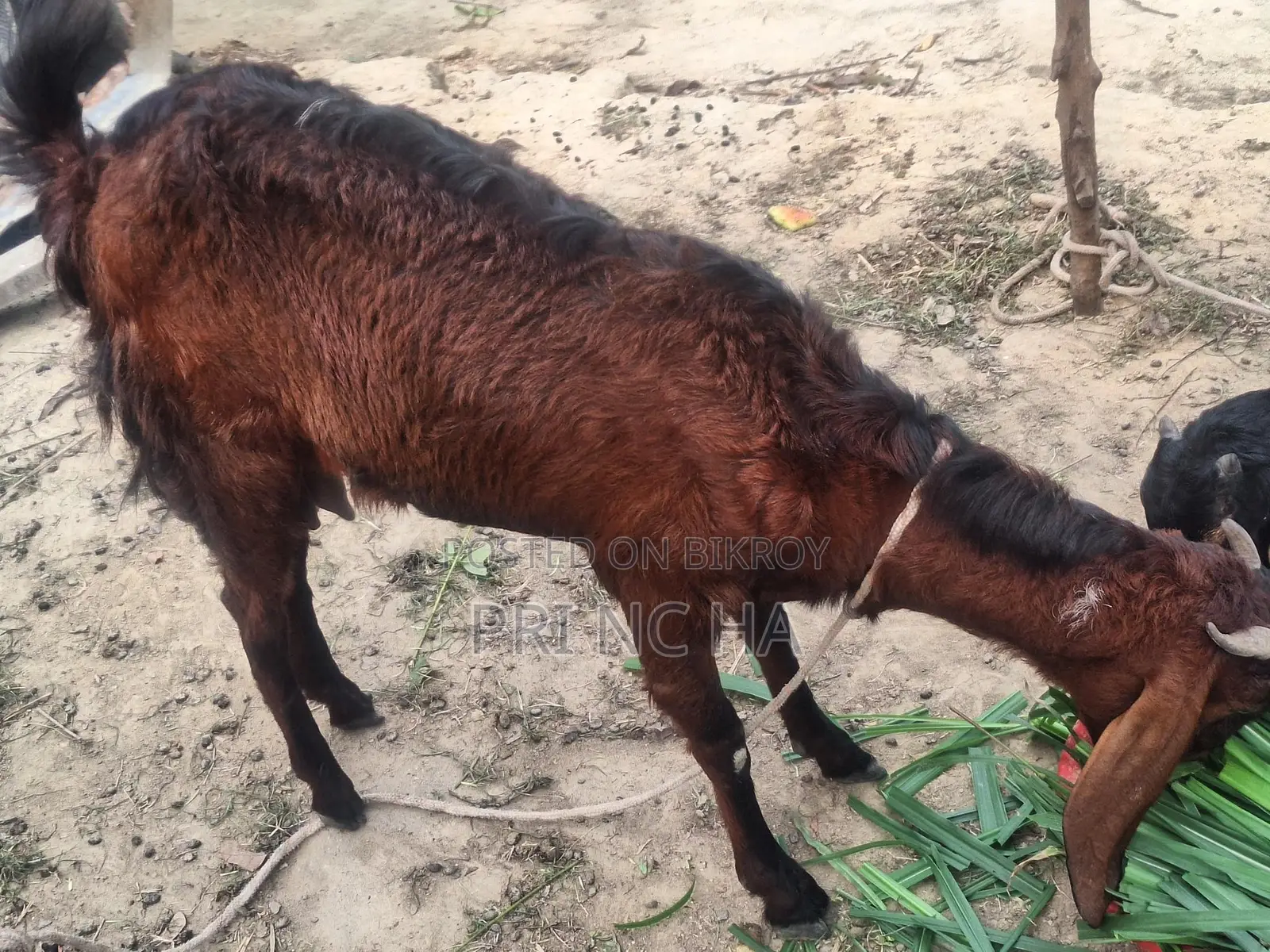 Milking Goat for Sale
