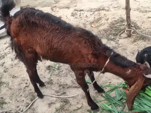 Milking Goat for Sale