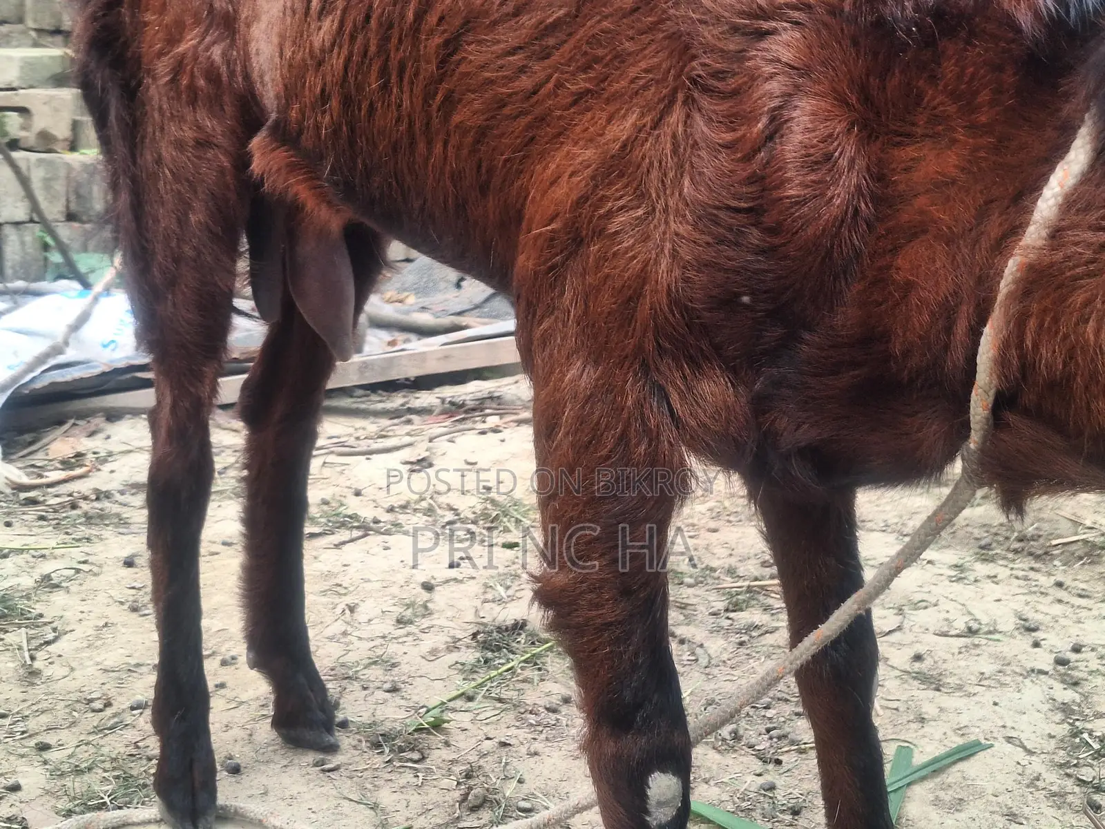 Milking Goat for Sale