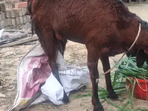 Milking Goat for Sale