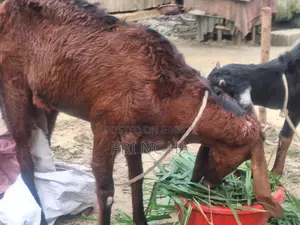 Milking Goat for Sale
