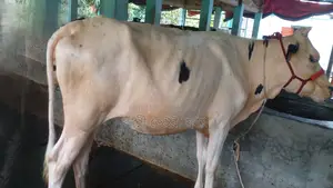 ১১০৭নং বকনা কিনুন অল্প দামে ।