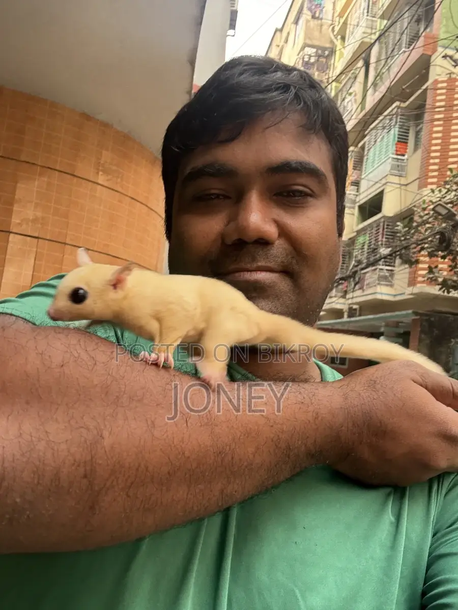 Sugar Glider