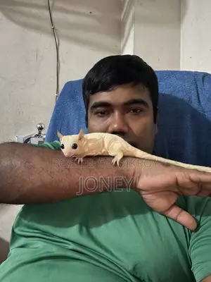 Sugar Glider