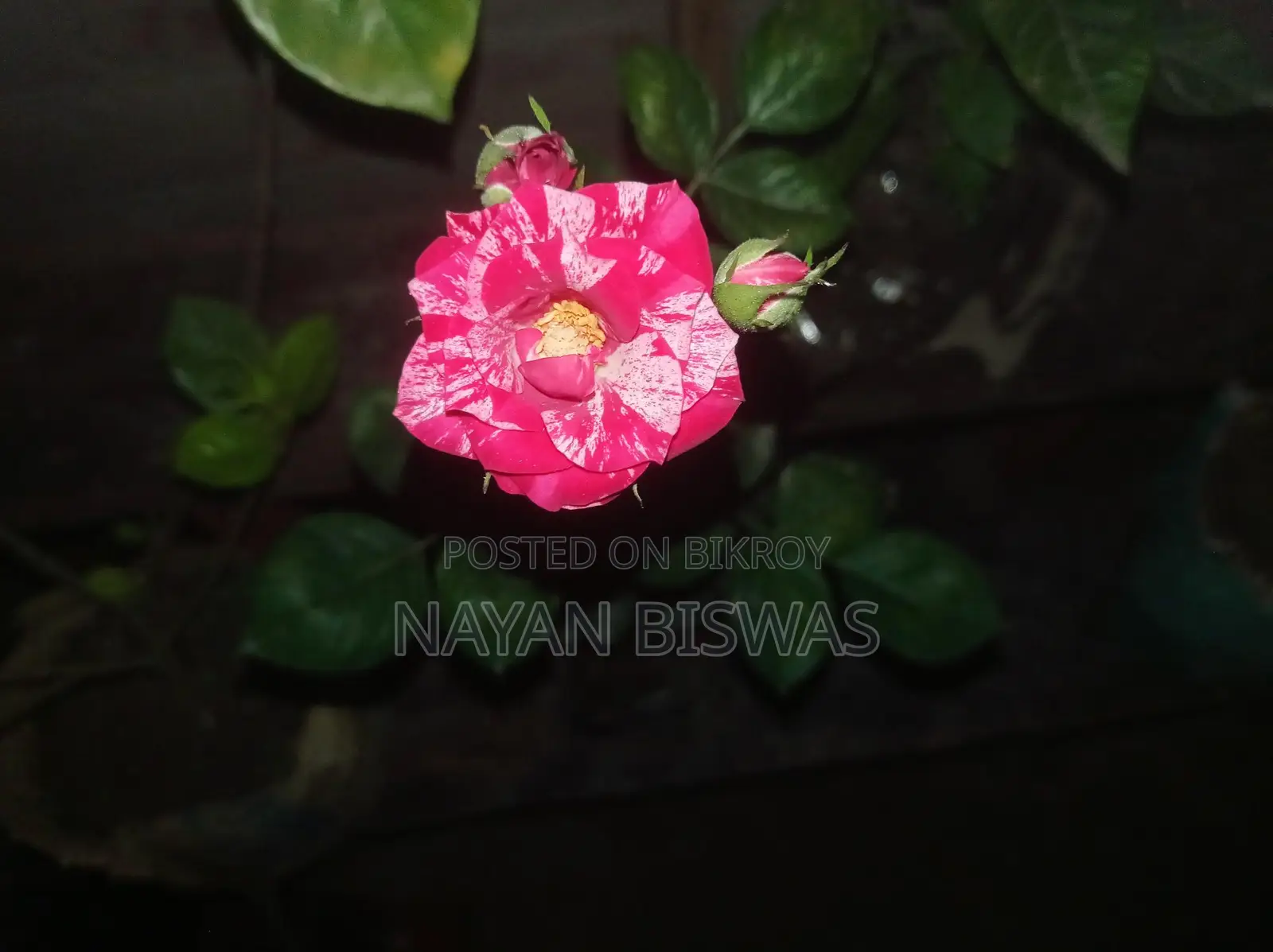 Sentimental Rose