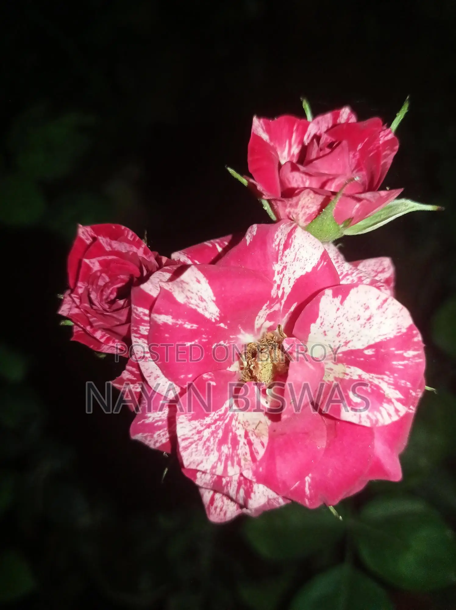 Sentimental Rose