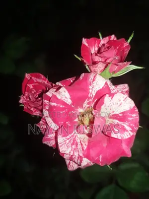 Sentimental Rose