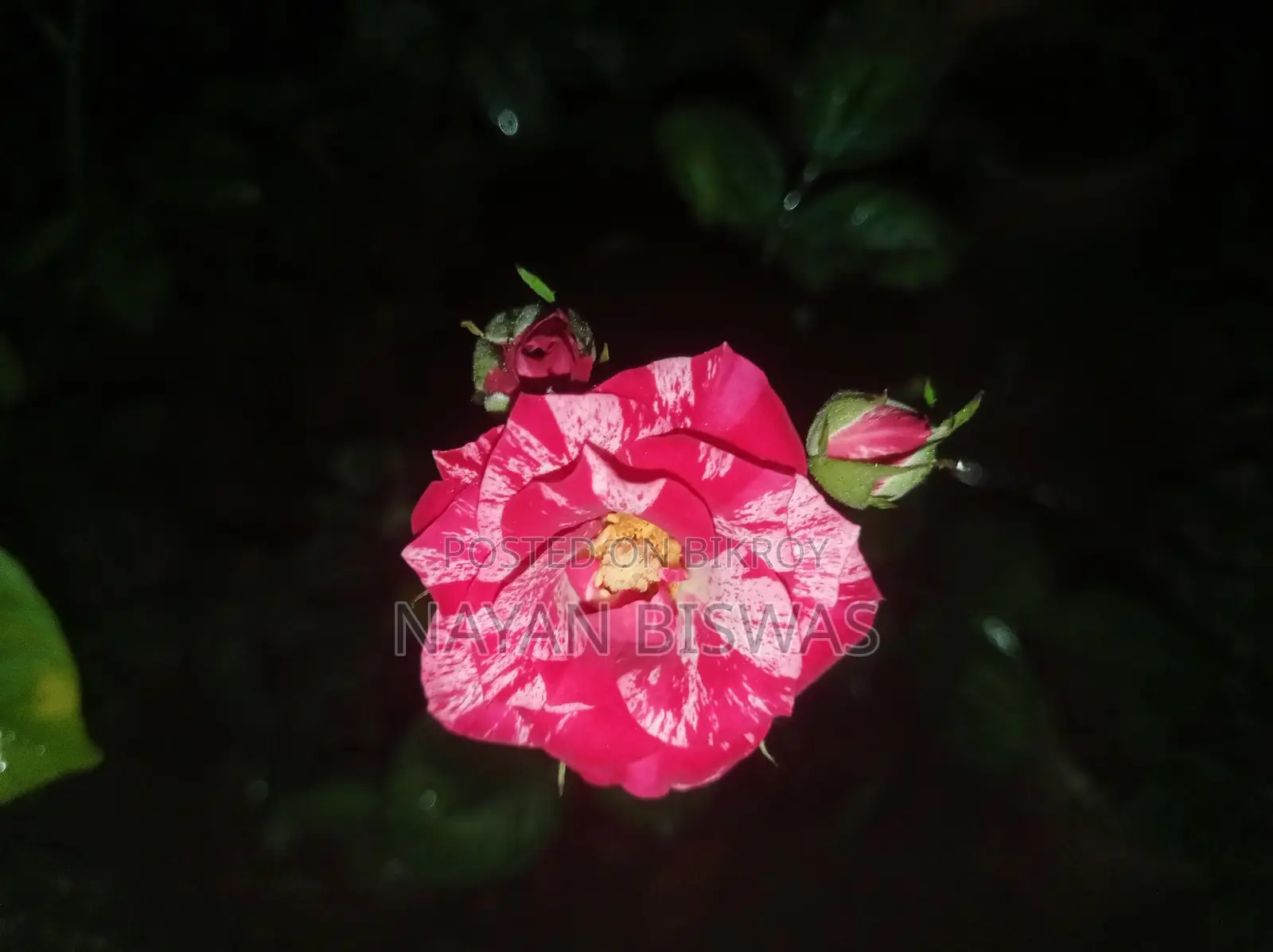 Sentimental Rose