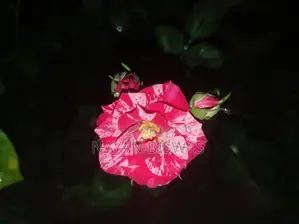 Sentimental Rose