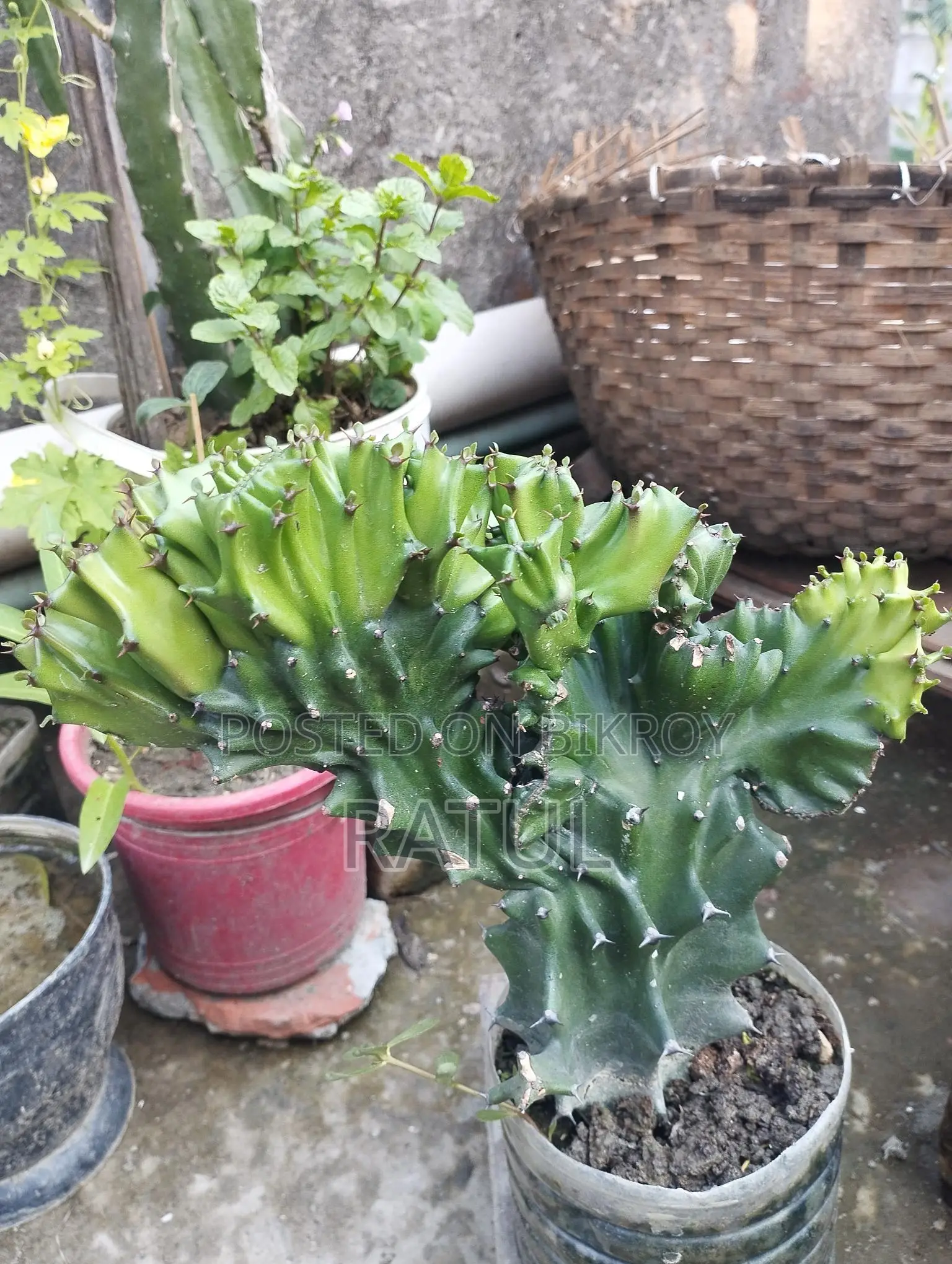 Lemon, Orange, Cactus, Snake Plant.