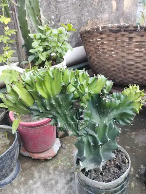 লেবু, কমলা, ক্যাকটাস, স্নেক প্ল্যান্ট।