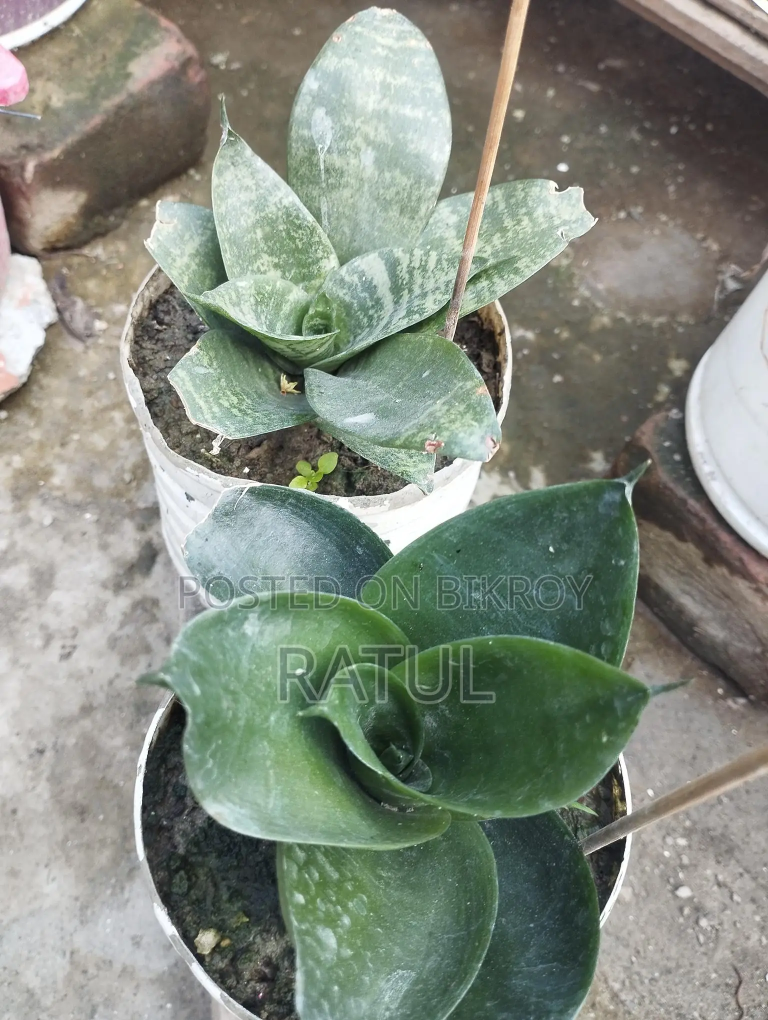 Lemon, Orange, Cactus, Snake Plant.