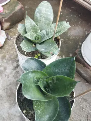 Lemon, Orange, Cactus, Snake Plant.