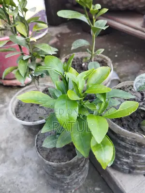 Lemon, Orange, Cactus, Snake Plant.