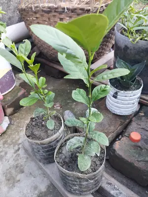 Lemon, Orange, Cactus, Snake Plant.