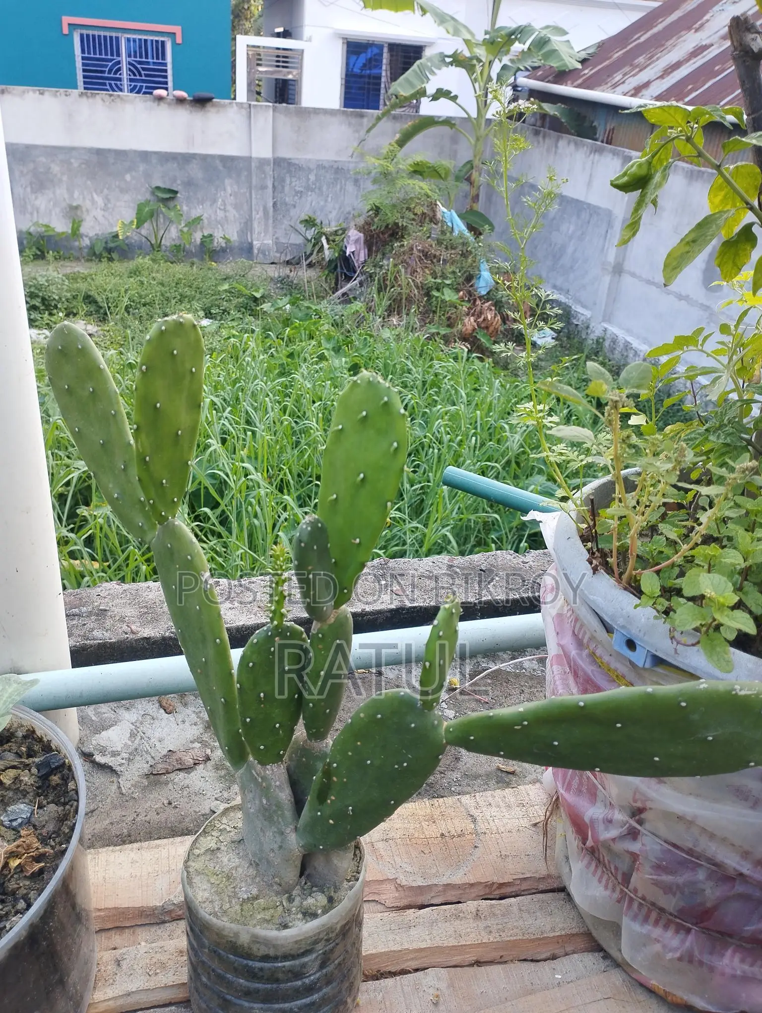Lemon, Orange, Cactus, Snake Plant.