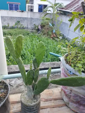 Lemon, Orange, Cactus, Snake Plant.