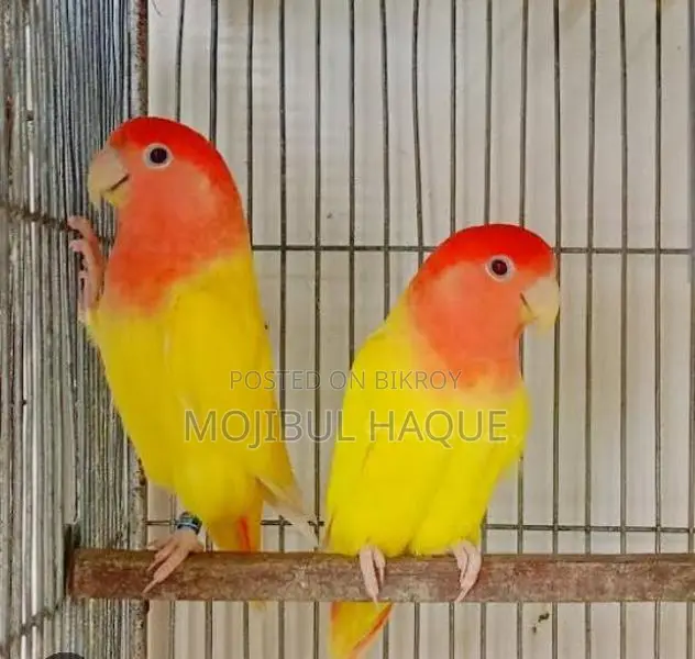 Lovebird