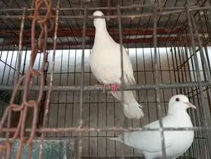 4 Pairs of Running Pigeons and Doves