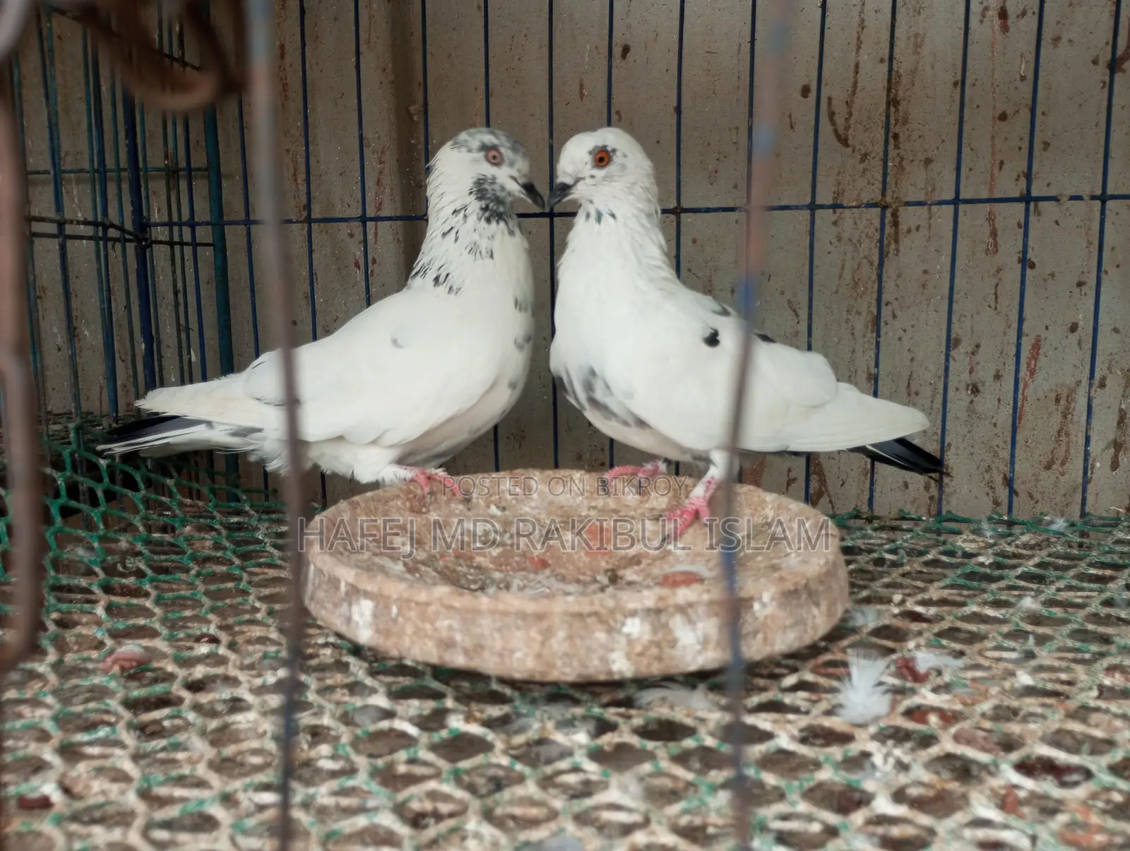 4 Pairs of Running Pigeons and Doves