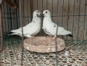4 Pairs of Running Pigeons and Doves