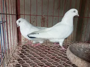 4 Pairs of Running Pigeons and Doves