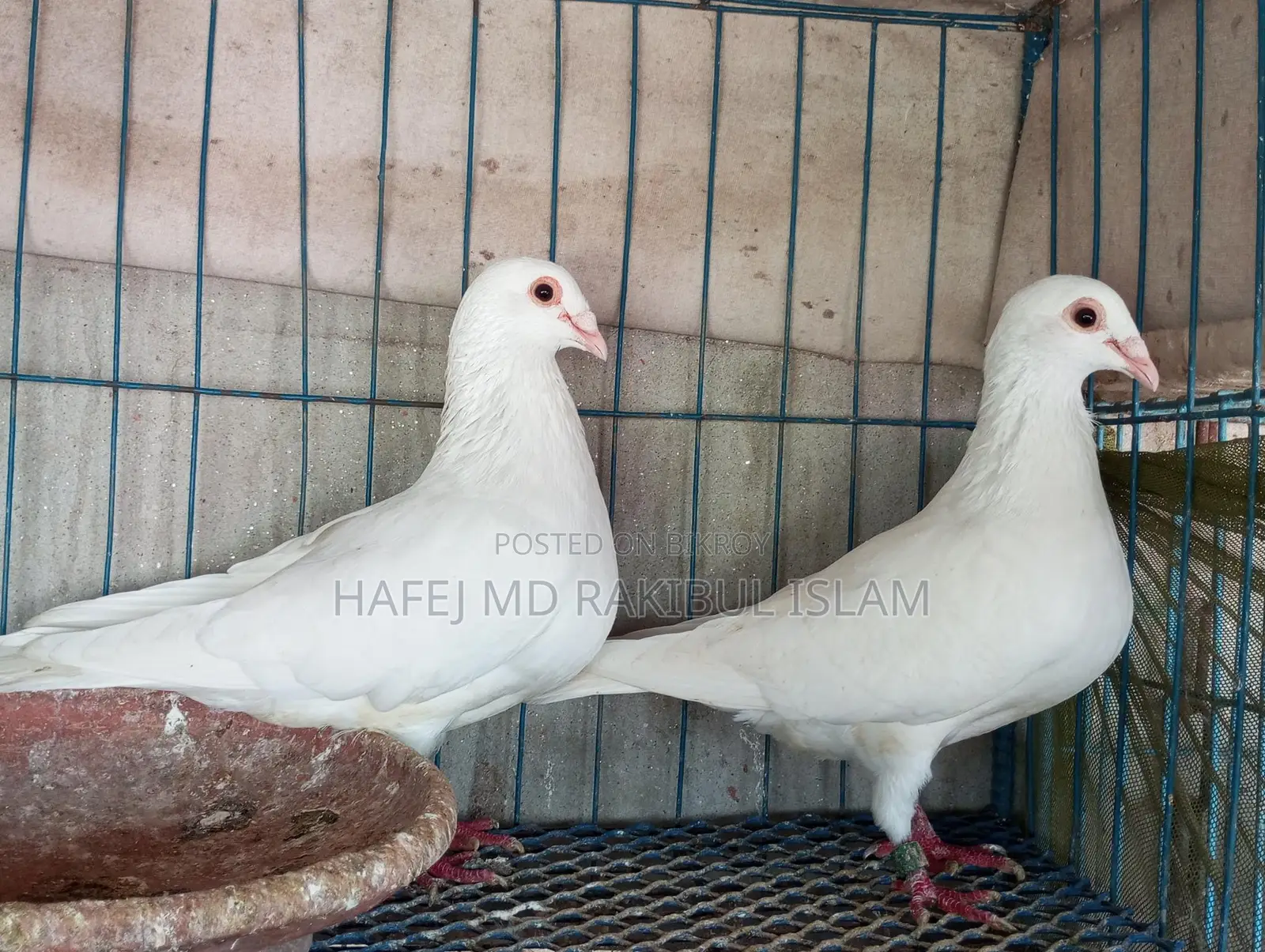 4 Pairs of Running Pigeons and Doves
