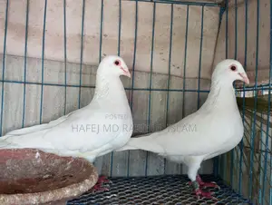 4 Pairs of Running Pigeons and Doves