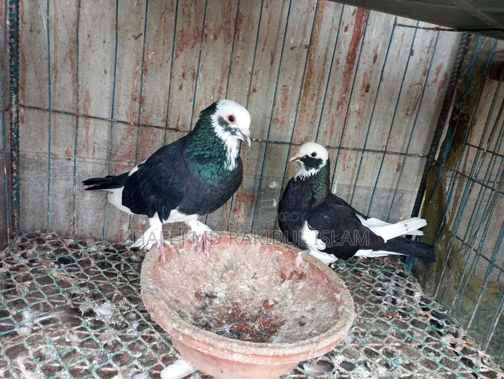 4 Pairs of Running Pigeons and Doves