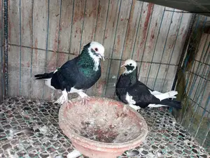 4 Pairs of Running Pigeons and Doves
