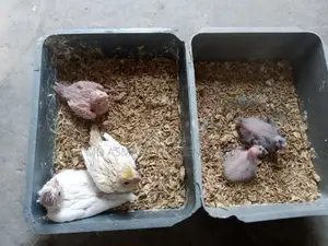 Cockatiel baby birds for sale.