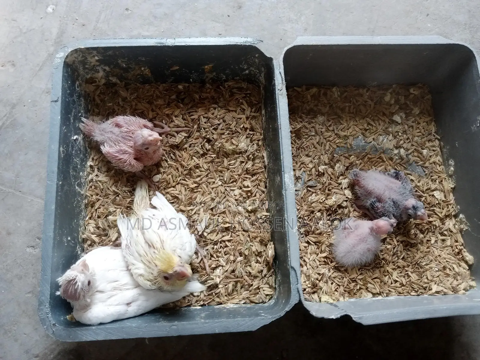 Cockatiel baby birds for sale.