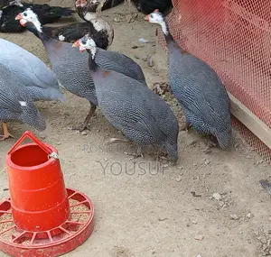 বড়তিথি মুরগি বিক্রি হবে