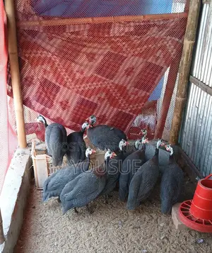 বড়তিথি মুরগি বিক্রি হবে