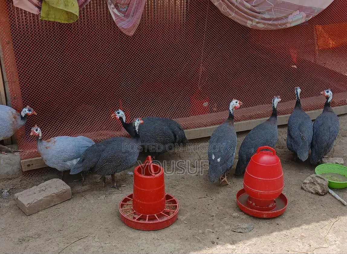 বড়তিথি মুরগি বিক্রি হবে
