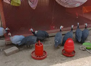 বড়তিথি মুরগি বিক্রি হবে