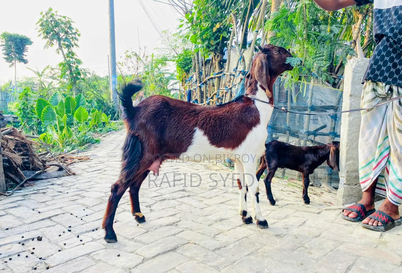 জিরো দাঁতের পাঠি ও মায়া বাচ্চা