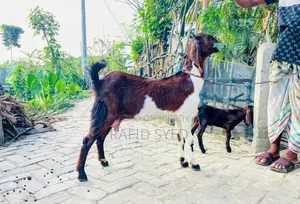 জিরো দাঁতের পাঠি ও মায়া বাচ্চা