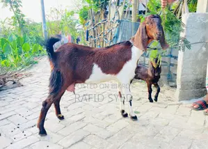 জিরো দাঁতের পাঠি ও মায়া বাচ্চা