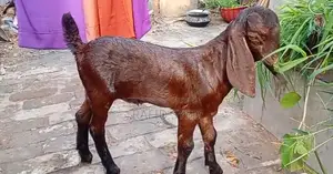 জিরো দাঁতের পাঠি ও মায়া বাচ্চা