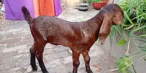 জিরো দাঁতের পাঠি ও মায়া বাচ্চা
