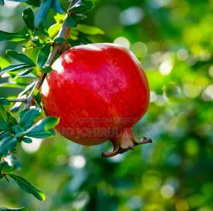 । অরিজিনাল জাতের ভাগোয়া আনার চারা ক্রয় করুন।