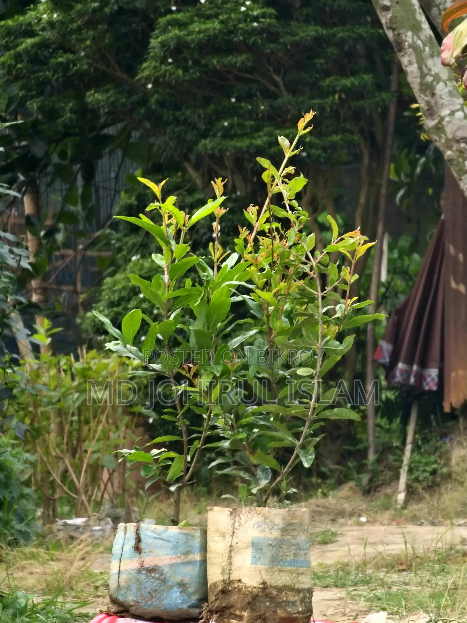 । অরিজিনাল জাতের ভাগোয়া আনার চারা ক্রয় করুন।