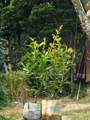 । অরিজিনাল জাতের ভাগোয়া আনার চারা ক্রয় করুন।