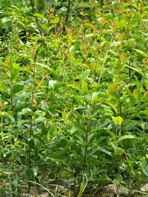 । অরিজিনাল জাতের ভাগোয়া আনার চারা ক্রয় করুন।