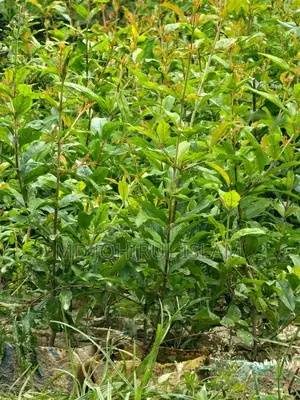 । অরিজিনাল জাতের ভাগোয়া আনার চারা ক্রয় করুন।