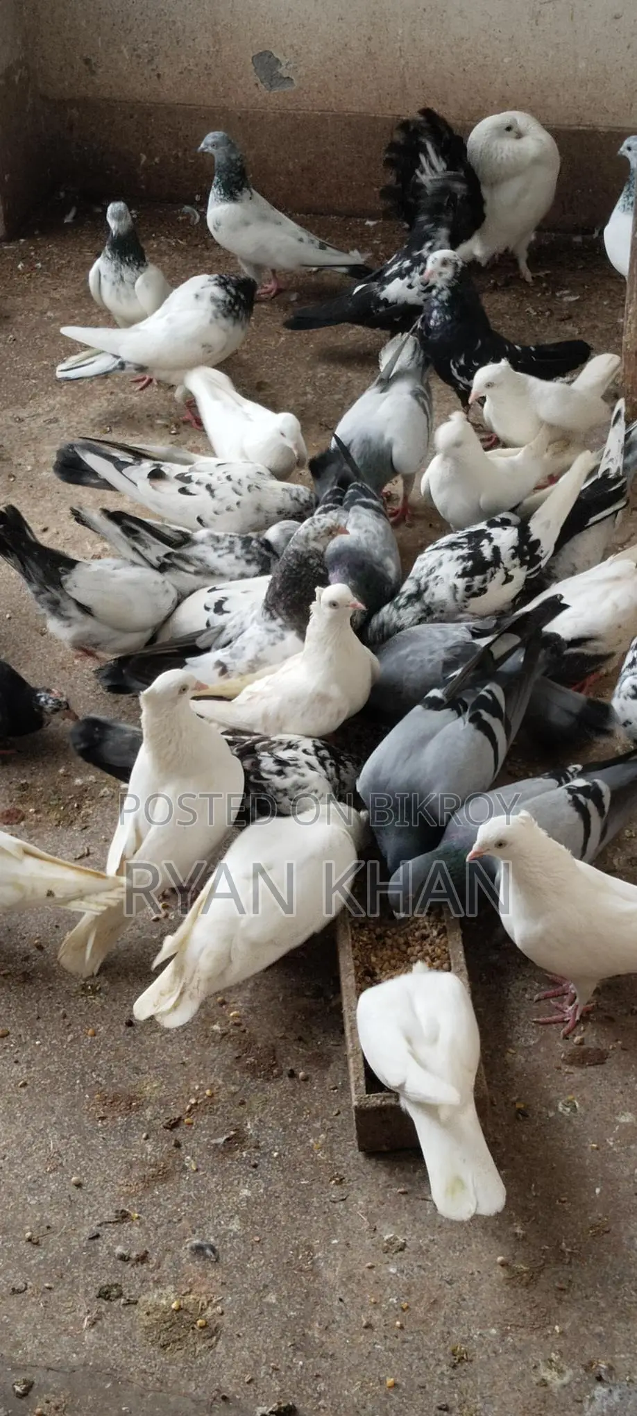 Pigeons for sale