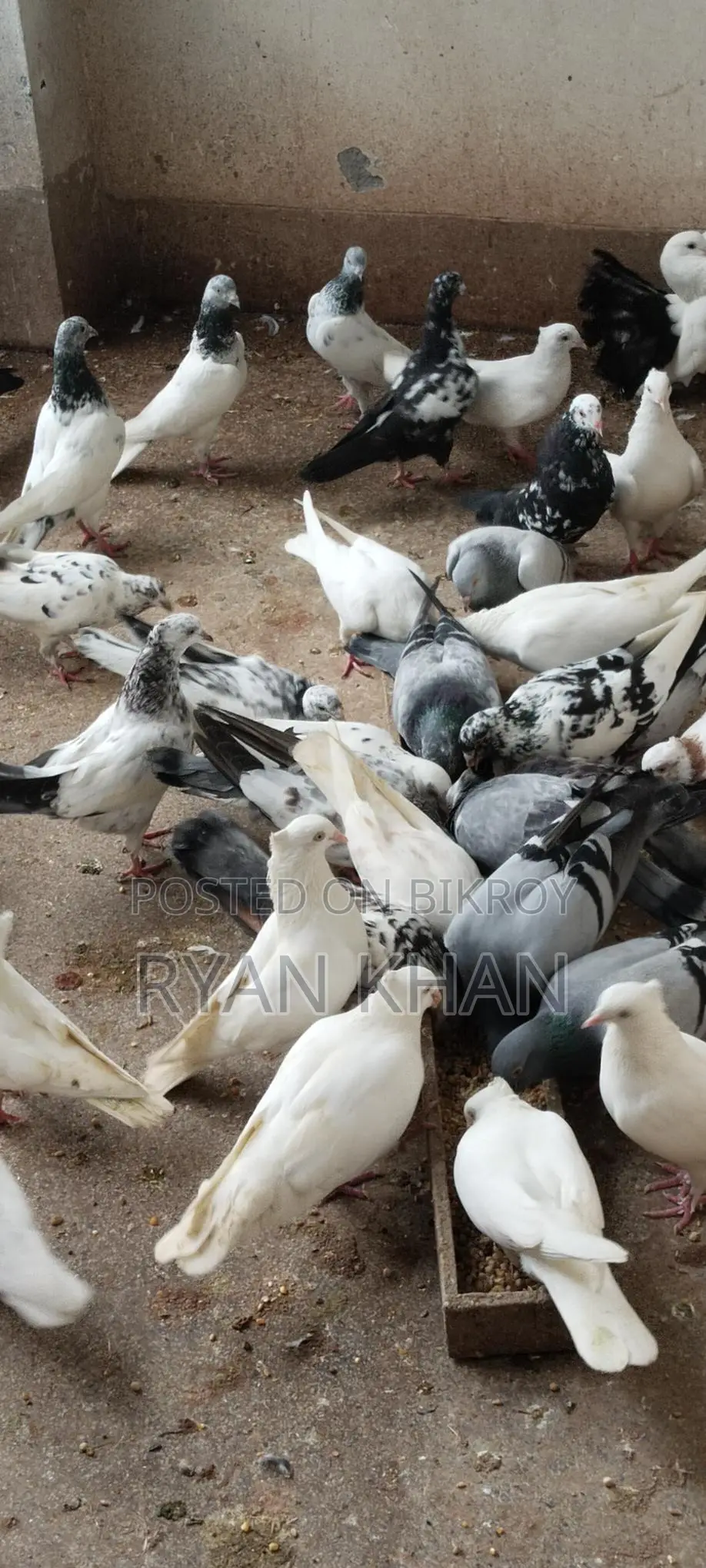 Pigeons for sale