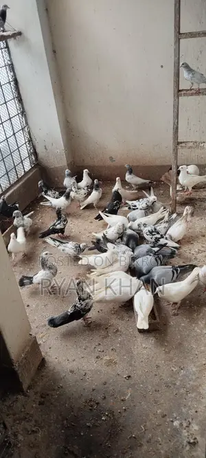 Pigeons for sale